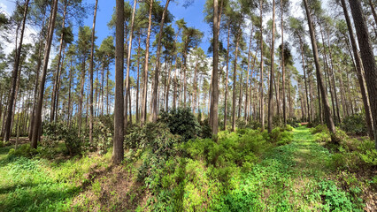 Obraz premium Sunny spring landscape in beautiful forest with tall pines in Babite, Riga region, Latvia. Clean environment ecology in urban environment.