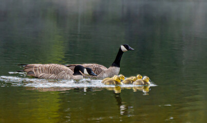 Goose Parents