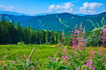 The bright flowers in Gorgany mountains, Bukovel, Carpathians, Ukraine