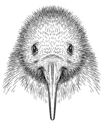 black and white engrave isolated Kiwi bird illustration