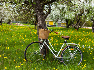 Vintage bicycle with a basket in a flowering apple garden overlooking a village house