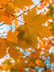 Colorful and bright background made of fallen autumn leaves