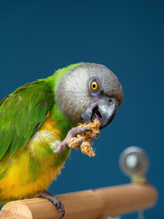 Poicephalus senegalus. Senegalese parrot sits on a perch and eats Senegal millet delicacy.