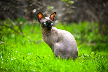 beautiful grey sphinx in the grass. funny bald sphynx cat looking out for prey. purebred kitten...