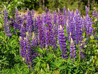 Colorful blue and purple colorful vibrant lupine wildflowers in with bokeh blurred background
