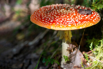 Red fly agaric against the background of the forest. Red fly agaric mushroom in the grass. Amanita muscaria.
