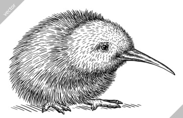 black and white engrave isolated Kiwi bird vector illustration
