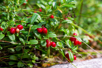Bush of a ripe cowberry in forest. Ripe red lingonberry, partridgeberry, or cowberry grows in pine forest. Shallow depth of field.