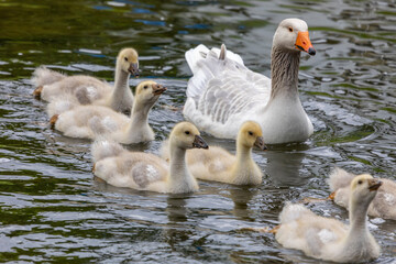 Gänsefamilie mit Nachwuchs
