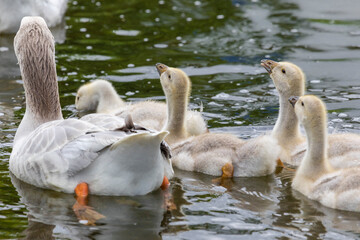 Gänsefamilie mit Nachwuchs