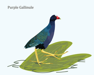 Purple Gallinule Bird Illustration