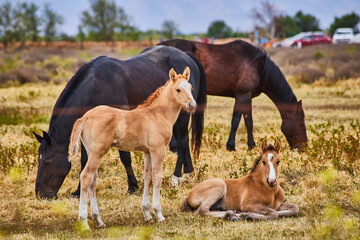 Horses and foal on farm resting