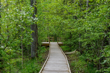 Wooden pathway in the forest