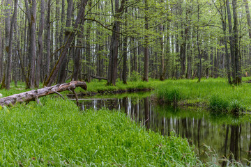River in the forest in spring
