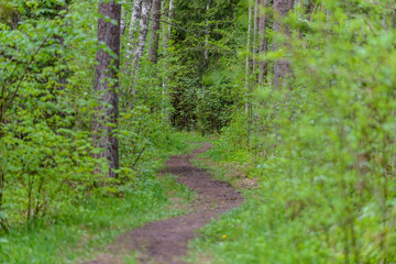 Footpath in the forest