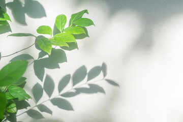 Leaf shadow and light on wall blur background. Nature tropical leaves plant and tree branch shade with sunlight on white wall