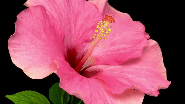 Timelapse of beautiful pink hibiscus flower blooming on a black background, close up