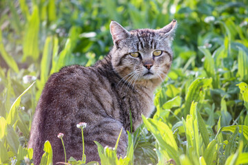 Gato sentado por entre ervas do campo
