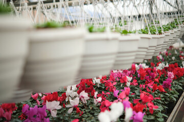 Many white flowerpots with flower plants hanging in a large greenhouse. Beutiful pink and white flowers