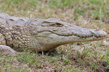 Fototapeta premium A Nile crocodile (Crocodylus niloticus) resting in a grass field.