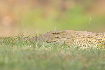 A Nile crocodile (Crocodylus niloticus) resting in a grass field.