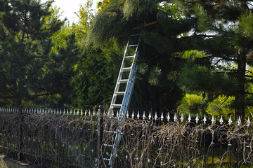 ladder leaned against the tree