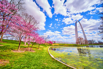 Cherry tree surround mossy pond with Gateway Arch in background in spring