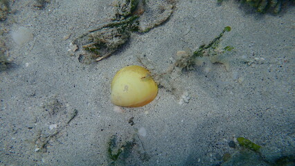 Seashell of bivalve mollusc egg cockle (Laevicardium serratum) undersea, Atlantic Ocean, Cuba, Varadero © Alexey