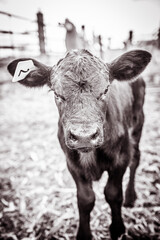 calf black and white