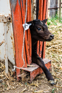 Tagging The Calves