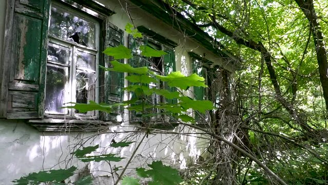Abandoned house in the wilds of Chernobyl. Chernobyl city. Ukraine