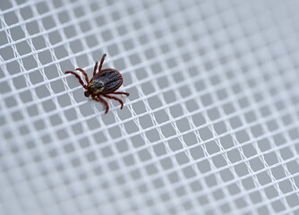tick carrier of encephalitis on a white grid. dangerous tick bite. mite insect. 
