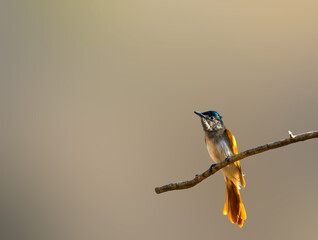 Asian paradise fly catcher bird on a branch