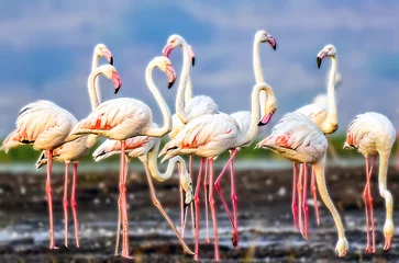Fotobehang flamingo in the water © Dipak