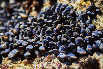 Hundreds of mussels on ocean rocks by coast