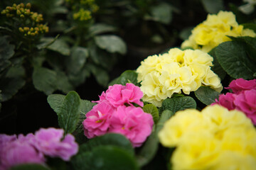 Multicolor Garden Primula Flowers, closeup view. Multicolored flowers. Greenhouse