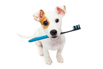 A dog with a toothbrush in its mouth
