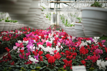 Many white flowerpots with flower plants hanging in a large greenhouse. Beutiful pink and white flowers