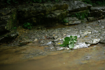 Mountain river after rains close-up. Journey through the forest area along the stream. Summer landscape.