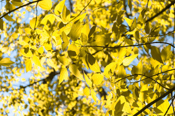 Yellow autumn background of leaves against a bright sky.