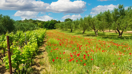Beautiful idyllic calm mediterranean landscape, green meadow wild red corn poppy flowers, olive trees orchard, grapevines, blue summer sky, white fluffy clouds - Croatia, Pakostane
