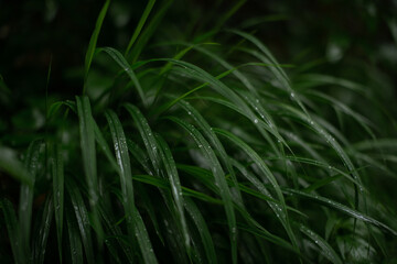 Fototapeta na wymiar Wet green leaves after rain close-up. Dark grass. Natural background.