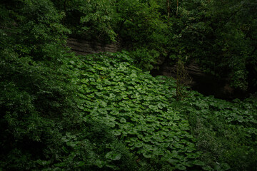 Green plants after rain in the tropical forest. Close-up.