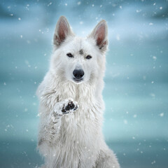 Ritratto di cane pastore svizzero bianco 