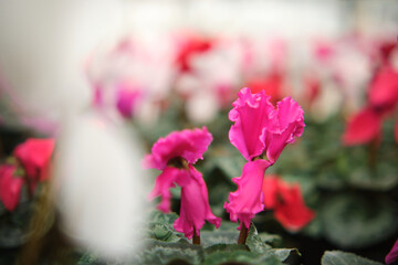 Colorful pink cyclamen flower in the garden or greenhouse