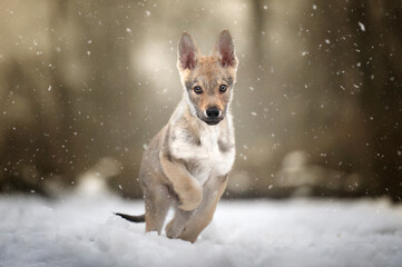 Cuccioli di cane lupo cecoslovacco che giocano nella neve - obrazy, fototapety, plakaty