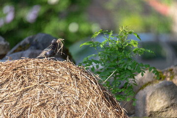 the thrush collects straw for the nest