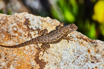 Naklejka na ściany i meble Detail of small lizard resting on large rock with spring flowers in background