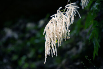 Hanging white branch. Forest Plants.