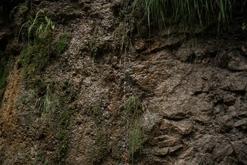 Wet moss and leaves on the rocks by the mountain river. Natural background close-up.
